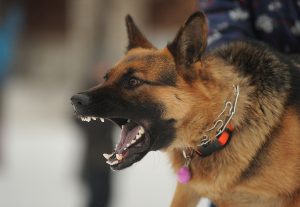 Animal Attack Lawyer in Burbank